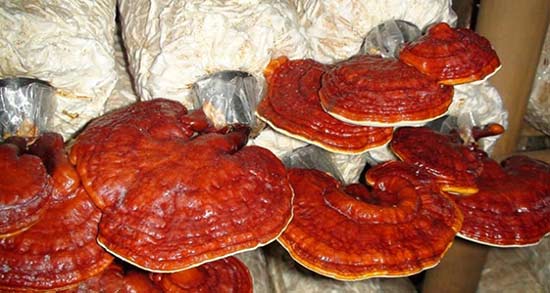 قارچ گانودرما و زگیل تناسلی ؛ نحوه مصرف گانودرما برای زگیل تناسلی قارچ گانودرما و زگیل تناسلی ؛ نحوه مصرف گانودرما برای زگیل تناسلی