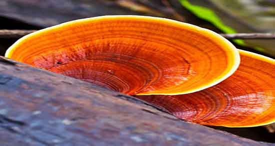 قارچ گانودرما و لاغری ؛ عوارض گانودرما برای لاغری قارچ گانودرما و لاغری ؛ عوارض گانودرما برای لاغری