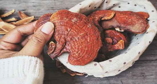 قارچ گانودرما و پیسی و خواص قهوه قارچ گانودرما برای بیماریهای پوستی قارچ گانودرما و پیسی ؛ خواص قهوه قارچ گانودرما برای بیماریهای پوستی