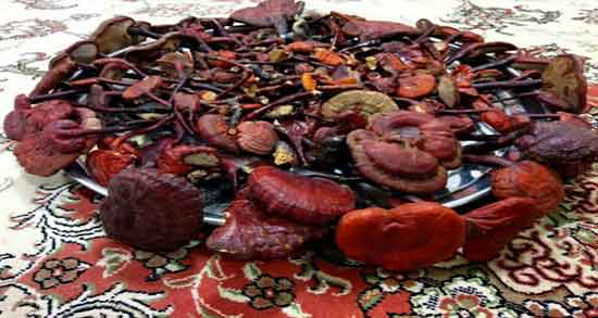 قارچ گانودرما و کبد چرب ؛ درمان قطعی کبد چرب با گانودرما قارچ گانودرما و کبد چرب ؛ درمان قطعی کبد چرب با گانودرما