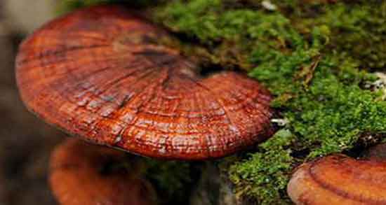 قارچ گانودرما چیست ؛ خواص و فواید مصرف قارچ گانودرما قارچ گانودرما چیست ؛ خواص و فواید مصرف قارچ گانودرما