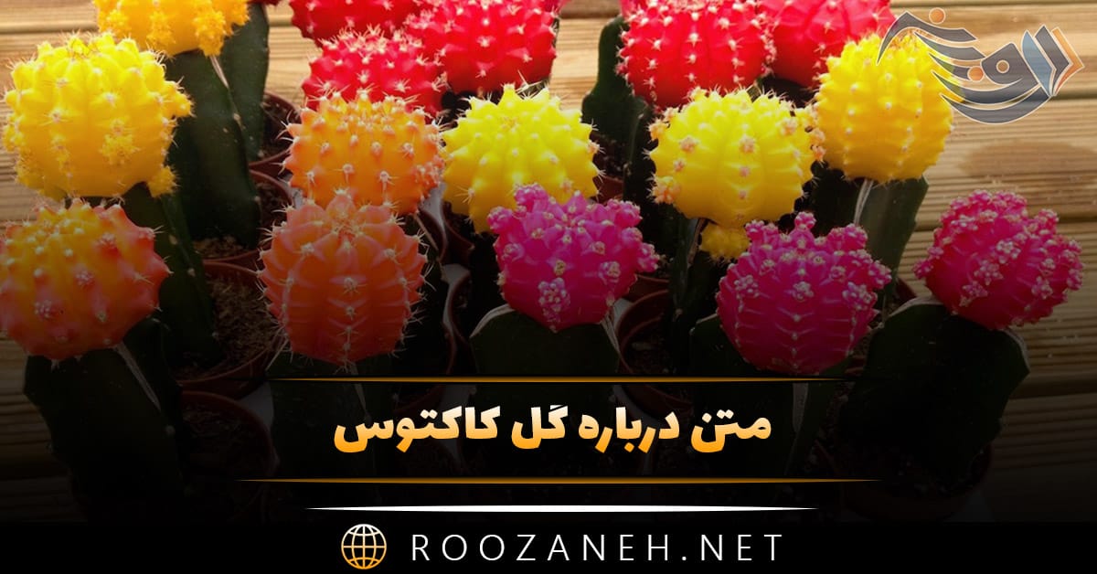 متن درباره گل کاکتوس 🌵؛ جملات استوری و کپشن احساسی