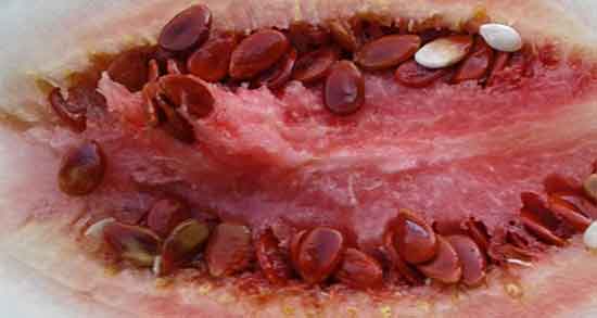 مرکز تولید تخمه ژاپنی ؛ میزان برداشت تخمه ژاپنی در هکتار چقدر است مرکز تولید تخمه ژاپنی ؛ میزان برداشت تخمه ژاپنی در هکتار چقدر است