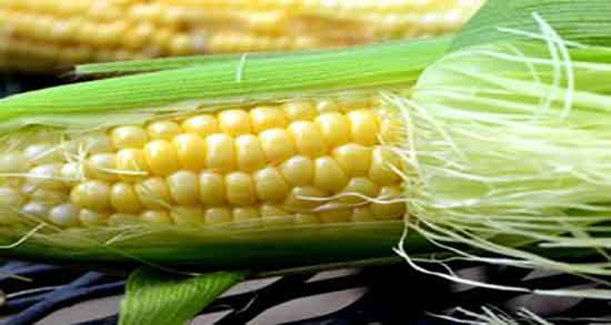 مزاج کاکل ذرت ؛ ایا مزاج کاکل ذرت برای بدن سرد و خشک است