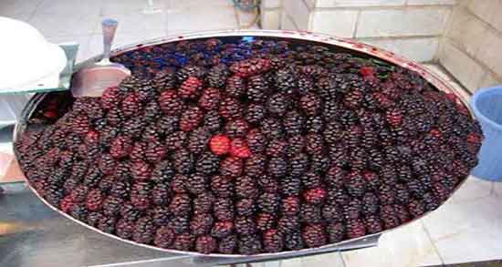 مزایا و مضرات شاه توت ؛ عوارض مصرف شاه توت برای افراد دیابتی مزایا و مضرات شاه توت ؛ عوارض مصرف شاه توت برای افراد دیابتی