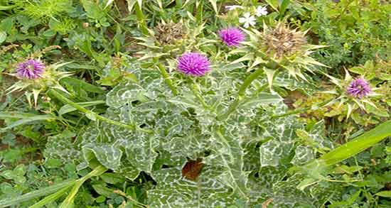 مصرف عرق خار مریم در بارداری ؛ عرق خار مریم در دوران حاملگی زنان مصرف عرق خار مریم در بارداری ؛ عرق خار مریم در دوران حاملگی زنان