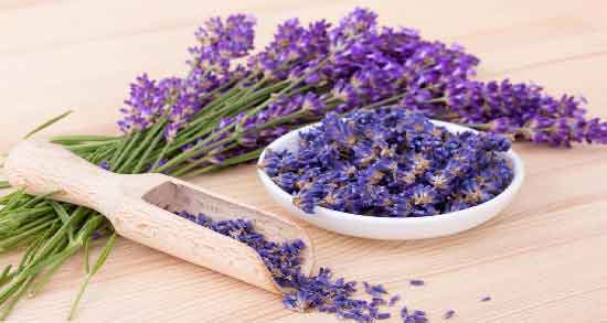 مضرات اسطوخودوس برای کودکان ؛ عوارض استفاده از اسطوخودوس برای کودکان مضرات اسطوخودوس برای کودکان ؛ عوارض استفاده از اسطوخودوس برای کودکان