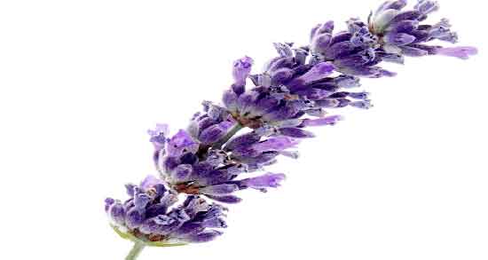 مضرات اسطوخودوس در شیردهی ؛ بررسی عوارض مصرف اسطوخودوس برای شیر مادر مضرات اسطوخودوس در شیردهی ؛ بررسی عوارض مصرف اسطوخودوس برای شیر مادر