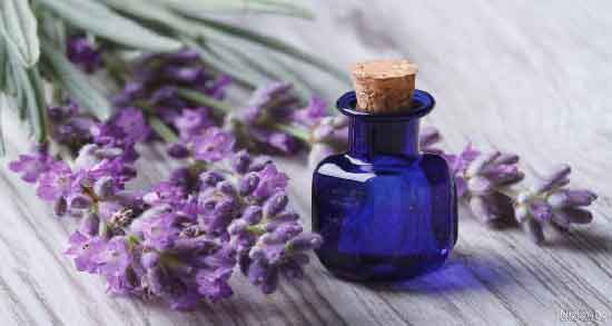 مضرات اسطوخودوس در طب سنتی ؛ آشنایی با عوارض و مضرات اسطوخودوس مضرات اسطوخودوس در طب سنتی ؛ آشنایی با عوارض و مضرات اسطوخودوس