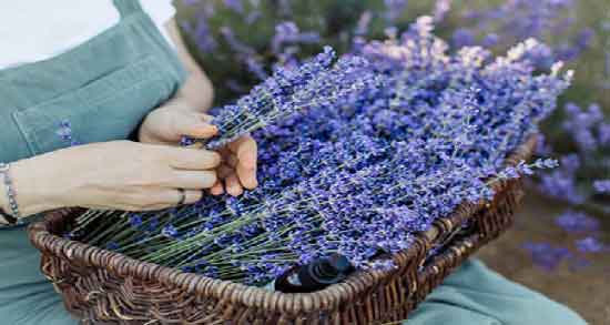 مضرات اسطوخودوس چیست ؛ استفاده از اسطوخودوس چه مضراتی دارد؟ مضرات اسطوخودوس چیست ؛ استفاده از اسطوخودوس چه مضراتی دارد؟