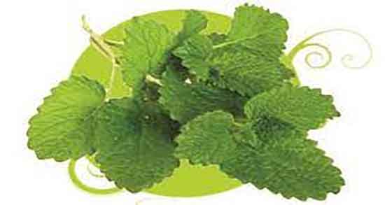 مضرات بادرنجبویه در بارداری ؛ عوارض مصرف بادرنجبویه برای زنان باردار