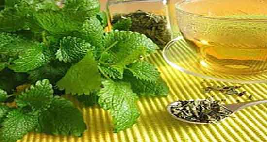 مضرات بادرنجبویه در شیردهی ؛ عوارض مصرف بادرنجبویه در دوران شیردهی مضرات بادرنجبویه در شیردهی ؛ عوارض مصرف بادرنجبویه در دوران شیردهی