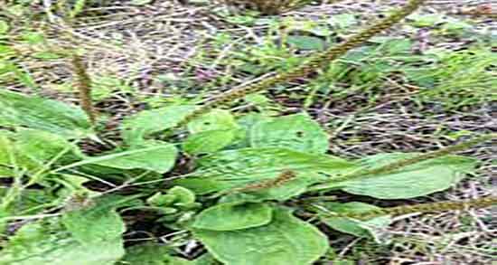 مضرات بارهنگ برای نوزاد و عوارض مصرف بارهنگ برای نوزادان چیست مضرات بارهنگ برای نوزاد ؛ عوارض مصرف بارهنگ برای نوزادان چیست