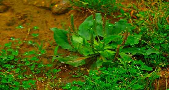 مضرات بارهنگ برای نوزادان ؛ عوارض مصرف بارهنگ برای کودکان چیست