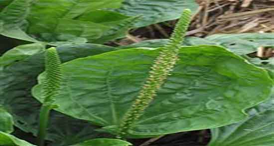 مضرات بارهنگ برای کودکان و عوارض عرق نعنا و بارهنگ برای اطفال مضرات بارهنگ برای کودکان ؛ عوارض عرق نعنا و بارهنگ برای اطفال