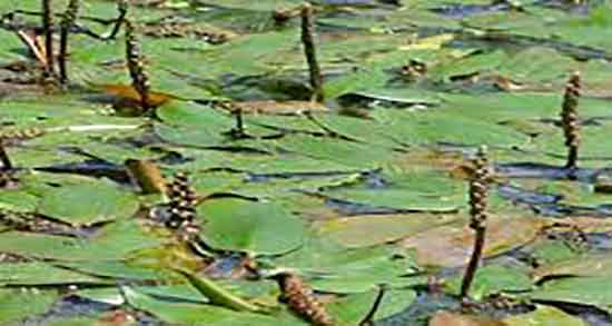 مضرات بارهنگ در بارداری ؛ ایا مصرف بارهنگ در بارداری موجب سقط میشود