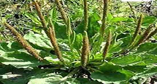 مضرات بارهنگ و عرق نعنا ؛ ایا خوردن بارهنگ و عرق نعنا برای معده مضره مضرات بارهنگ و عرق نعنا ؛ ایا خوردن بارهنگ و عرق نعنا برای معده مضره