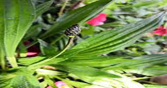 مضرات بارهنگ چیست ؛ عوارض مصرف بارهنگ برای کیست تخمدان مضرات بارهنگ چیست ؛ عوارض مصرف بارهنگ برای کیست تخمدان