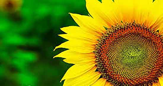 مضرات تخمه آفتابگردان برای مردان ؛ عوارض تخمه آفتابگردان برای اسپرم