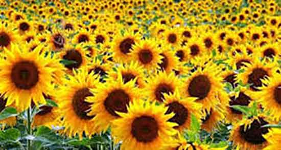 مضرات تخمه آفتابگردان برای کبد ؛ عوارض تخمه افتابگردان برای چربی کبد مضرات تخمه آفتابگردان برای کبد ؛ عوارض تخمه افتابگردان برای چربی کبد