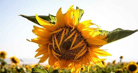 مضرات تخمه آفتابگردان خام ؛ عوارض مصرف تخمه افتابگردان خام برای بدن مضرات تخمه آفتابگردان خام ؛ عوارض مصرف تخمه افتابگردان خام برای بدن