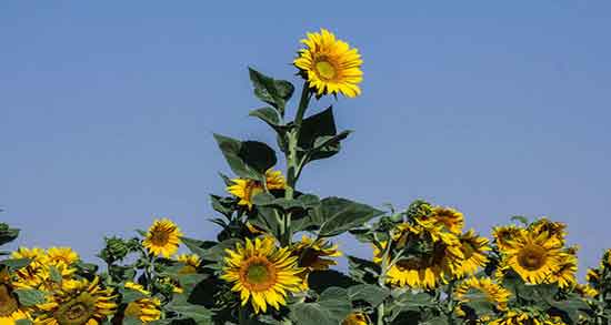 مضرات تخمه آفتابگردان شور ؛ عوارض تخمه آفتابگردان شور برای فشار خون مضرات تخمه آفتابگردان شور ؛ عوارض تخمه آفتابگردان شور برای فشار خون