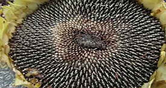 مضرات تخمه آفتابگردان چیست ؛ عوارض تخمه آفتابگردان برای بدن چیست مضرات تخمه آفتابگردان چیست ؛ عوارض تخمه آفتابگردان برای بدن چیست