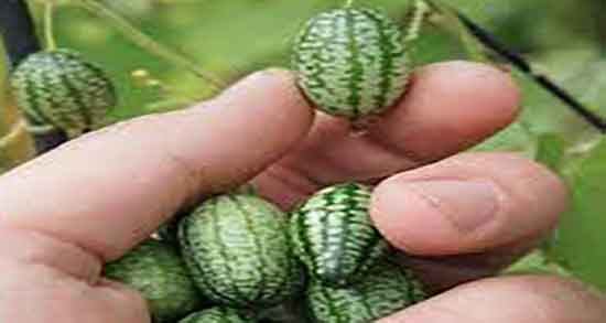 مضرات تخمه هندوانه ابوجهل و عوارض تخمه هندوانه ابوجهل برای لاغری بدن مضرات تخمه هندوانه ابوجهل ؛ عوارض تخمه هندوانه ابوجهل برای لاغری بدن