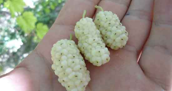 مضرات توت ؛ عوارض مصرف توت خشک در دوران بارداری زنان