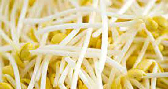 مضرات جوانه سویا ؛ ایا خوردن جوانه سویا برای زنان باردار مضره یا نه مضرات جوانه سویا ؛ ایا خوردن جوانه سویا برای زنان باردار مضره یا نه