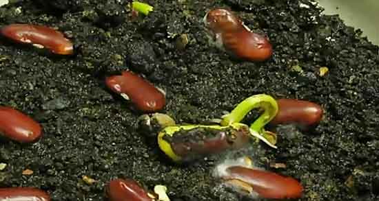 مضرات جوانه لوبیا ؛ عوارض مصرف جوانه لوبیا چشم بلبلی برای دیابت مضرات جوانه لوبیا ؛ عوارض مصرف جوانه لوبیا چشم بلبلی برای دیابت