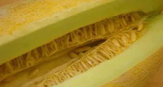 مضرات خوردن تخمه خربزه ؛ عوارض مصرف تخمه خربزه برای بدن انسان