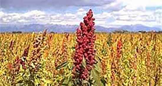 مضرات دانه کینوا ؛ ایا خوردن دانه کینوا برای زخم معده مضر است