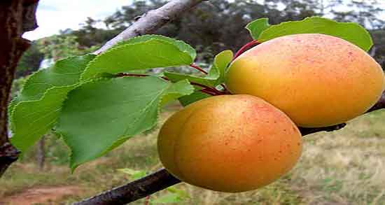 مضرات زردآلو در شیردهی و ایا خوردن زردالو برای زنان شیرده مضر است مضرات زردآلو در شیردهی ؛ ایا خوردن زردالو برای زنان شیرده مضر است