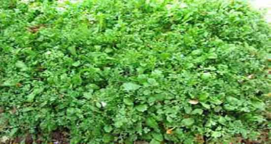 مضرات سبزی شاهی ؛ ایا شاهی برای کودکان مضر است