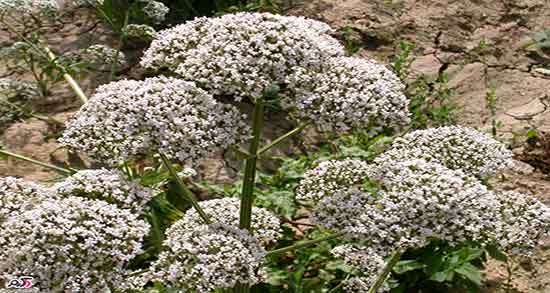 مضرات سنبل الطیب ؛ عوارض مصرف سنبل الطیب و گل گاوزبان مضرات سنبل الطیب ؛ عوارض مصرف سنبل الطیب و گل گاوزبان