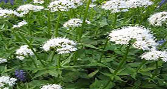 مضرات سنبل الطیب برای کلیه و عوارض مصرف سنبل الطیب برای کلیه مضرات سنبل الطیب برای کلیه ؛ عوارض مصرف سنبل الطیب برای کلیه