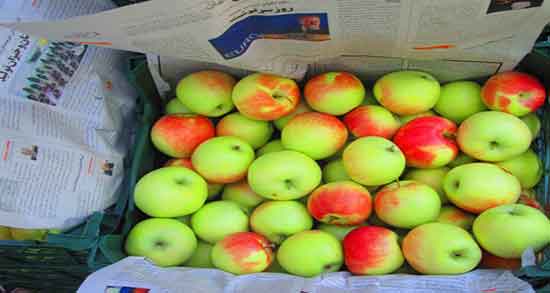 مضرات سیب برای دندان ؛ عوارض مصرف سیب برای عفونت لثه