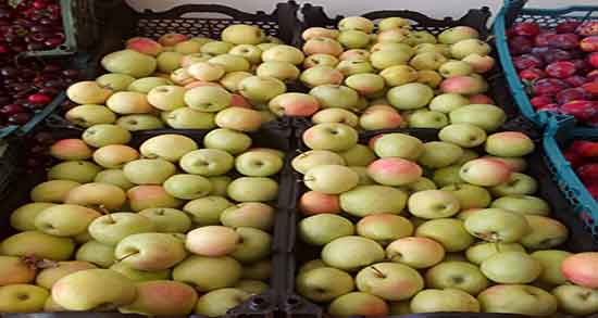 مضرات سیب برای قناری ؛ ایا دادن سیب برای صدای پرندگان مضر است