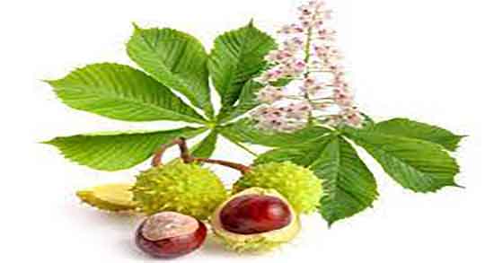 مضرات شاه بلوط در بارداری ؛ عوارض مصرف شاه بلوط برای زنان باردار مضرات شاه بلوط در بارداری ؛ عوارض مصرف شاه بلوط برای زنان باردار