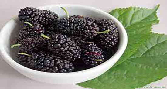 مضرات شاه توت ؛ عوارض مصرف شاه توت برای زنان باردار چیست مضرات شاه توت ؛ عوارض مصرف شاه توت برای زنان باردار چیست