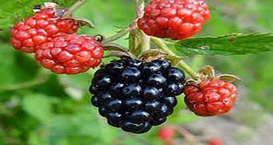 مضرات شاه توت برای کودکان ؛ ایا مصرف شاه توت برای اطفال مضره