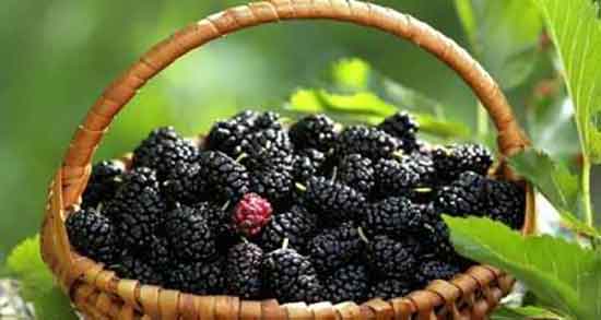 مضرات شاه توت در بارداری ؛ ایا خوردن شاه توت برای زنان حامله مفیده مضرات شاه توت در بارداری ؛ ایا خوردن شاه توت برای زنان حامله مفیده