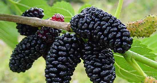 مضرات شاه توت قرمز ؛ ایا خوردن شاه توت قرمز برای دیابت مضره مضرات شاه توت قرمز ؛ ایا خوردن شاه توت قرمز برای دیابت مضره