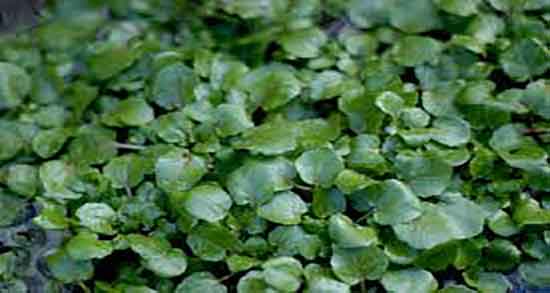 مضرات شاهی برای مردان ؛ عوارض مصرف شاهی ابی برای اقایان مضرات شاهی برای مردان ؛ عوارض مصرف شاهی ابی برای اقایان