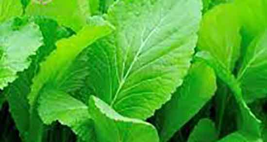 مضرات شاهی در طب سنتی ؛ ایا مصرف شاهی در طب سنتی مضره