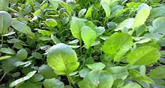 مضرات شاهی کوهی ؛ عوارض مصرف شاهی کوهی برای بدن چیست مضرات شاهی کوهی ؛ عوارض مصرف شاهی کوهی برای بدن چیست