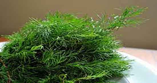 مضرات شوید ؛ عوارض مصرف شوید برای تهوع زنان باردار چیست مضرات شوید ؛ عوارض مصرف شوید برای تهوع زنان باردار چیست