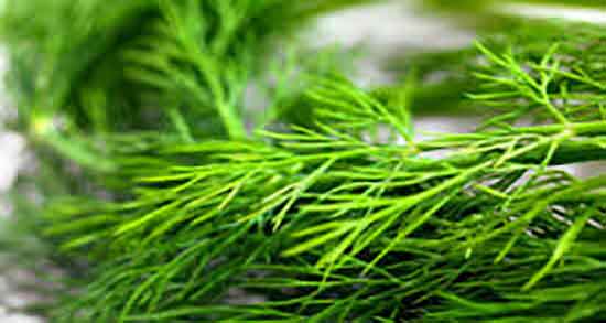 مضرات شوید خشک ؛ عوارض مصرف شوید خشک برای زنان باردار مضرات شوید خشک ؛ عوارض مصرف شوید خشک برای زنان باردار