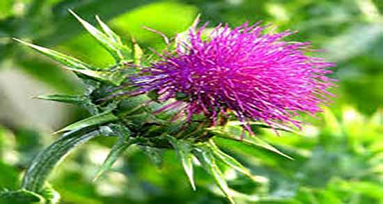 مضرات عرق خار مریم ؛ فواید و مضرات عرق خار مریم برای بدن انسان